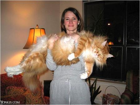 joli chat